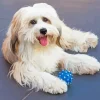 White Tibetan Terrier Diamond Painting